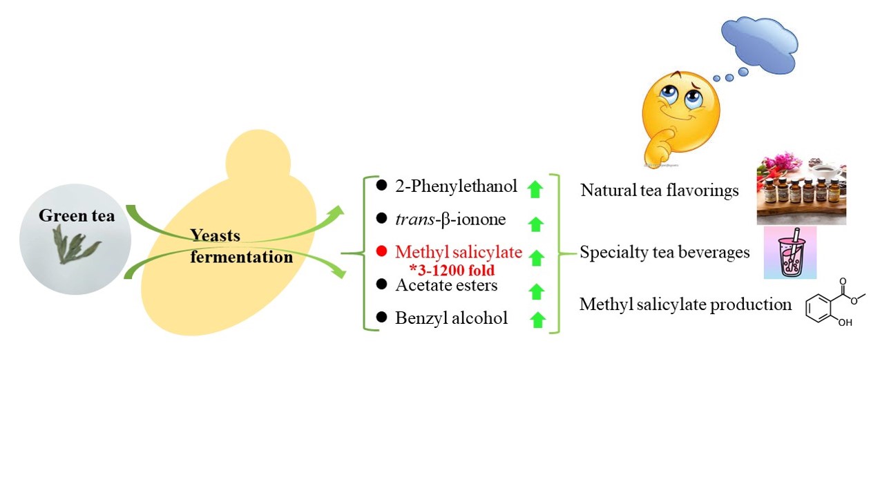 Through yeast fermentation, unique aroma compounds like methyl salicylate can be extracted from pasteurised green tea slurries. The extracted compounds can then be applied in natural tea flavourings, specialty tea beverages and industrial methyl salicylate production.