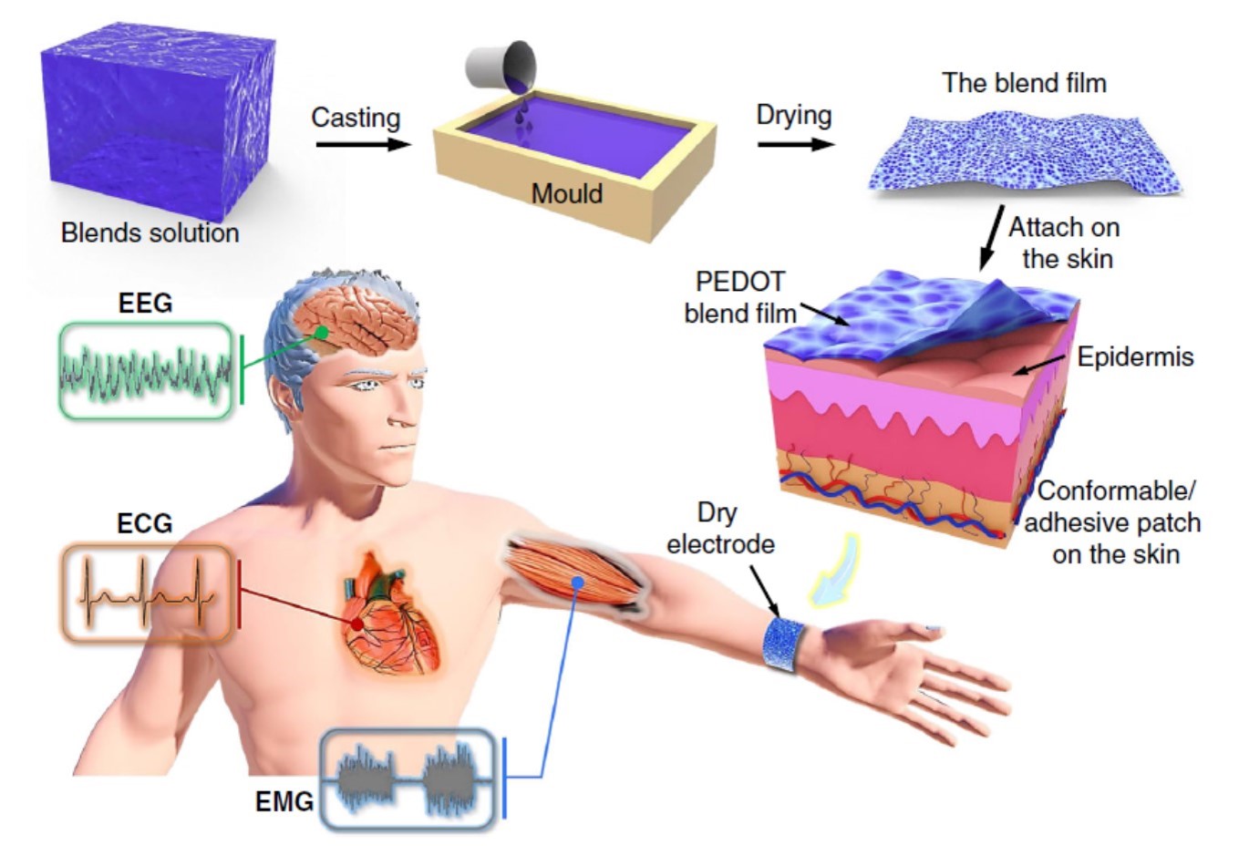 Self-adhesive dry electrodes for long-term biopotential monitoring.