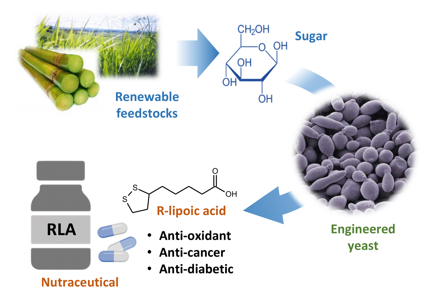 This technology uses an engineered yeast to convert sugar derived from renewable resources to pure R-lipoic acid, a valuable nutraceutical. Unlike chemical synthesis, this method requires neither harsh conditions nor toxic reagents, hence making it environmentally friendly and economical. 