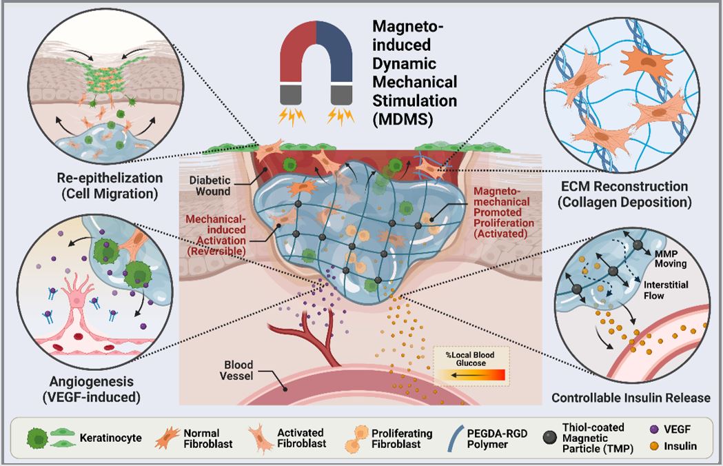 Novel combinatorial technology that harnesses the unique properties of magneto-responsive hydrogel, cells, and controllable drug delivery