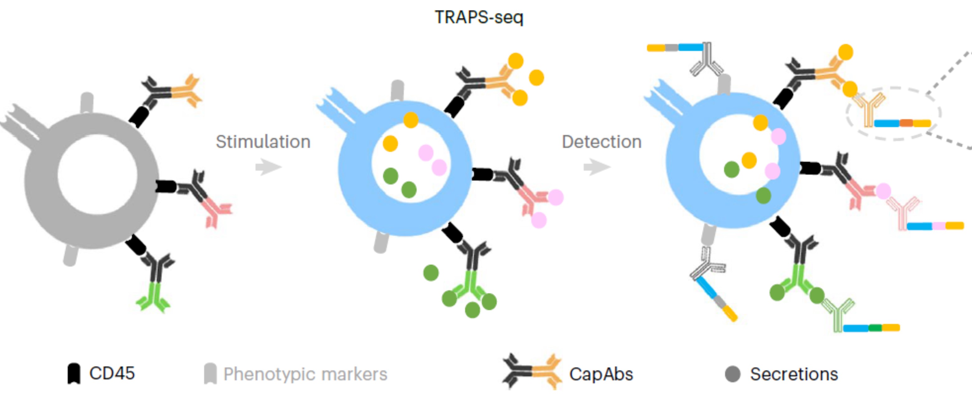 Schematic of TRAPS-seq: Cells are pre-coated with cytokine-capturing  antibodies (CapAbs) which bind to both cell membrane-anchored CD45  and secreted cytokines or analytes post cell stimulation. The captured  Cytokines can be detected by oligo-barcoded antibodies (Ab-oligo)  by sequencing